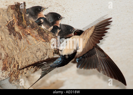 barn swallow (Hirundo rustica), feeding begging youngs, Germany, Bavaria Stock Photo