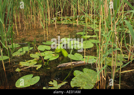 European edible frog, common edible frog (Rana kl. esculenta, Rana esculenta), typical biotope with reed and water-lillies and Stock Photo