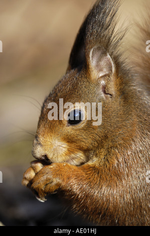 European red squirrel, Eurasian red squirrel (Sciurus vulgaris), portrait, Germany, North Rhine-Westphalia Stock Photo