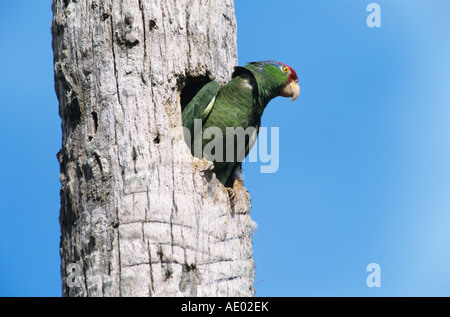 Red-crowned Parrot Amazona viridigenalis adult in nesting cavity in palm tree Brownsville Rio Grande Valley Texas USA Stock Photo