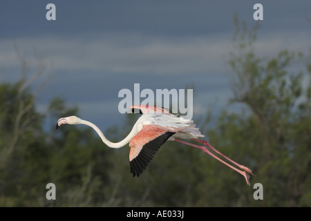 greater flamingo (Phoenicopterus ruber), landing, France, Camargue Stock Photo