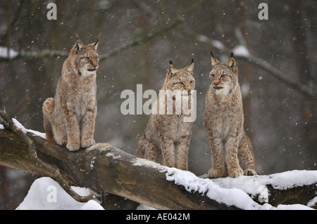 Eurasian lynx (Lynx lynx), three individuals in snowfall, Germany Stock Photo