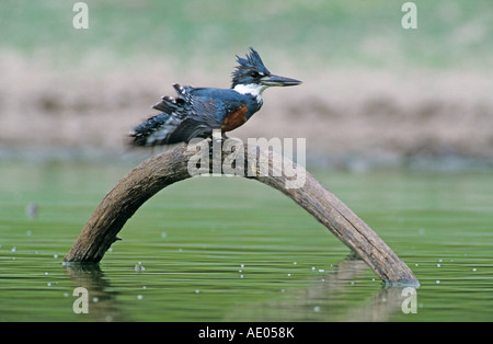 Ringed Kingfisher Ceryle torquata female Starr County Rio Grande Valley Texas USA May 2002 Stock Photo