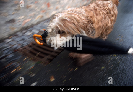 raining cats and dogs little dog carrying an umbrella Stock Photo