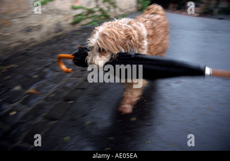 raining cats and dogs little dog carrying an umbrella Stock Photo