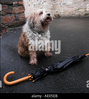 raining cats and dogs little dog carrying an umbrella Stock Photo