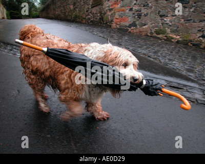 raining cats and dogs little dog carrying an umbrella Stock Photo