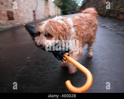 raining cats and dogs little dog carrying an umbrella Stock Photo