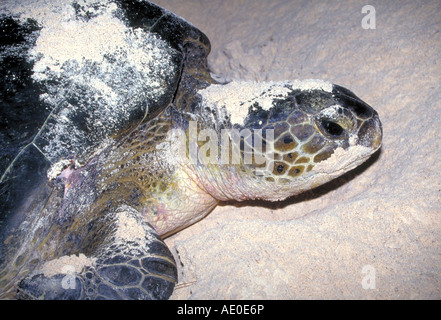 A green sea turtle female lays her eggs on the beach in Tortuguero National Park on the Caribbean coast, Costa Rica. Stock Photo