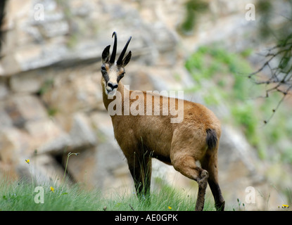 Chamois, Rupicapra rupicapra Stock Photo