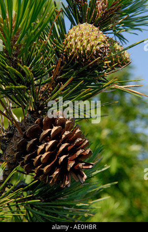 Pine cones, female, pitch pine tree, Pinus rigida Stock Photo