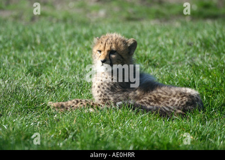 young cheetah - Acinonyx jubatus