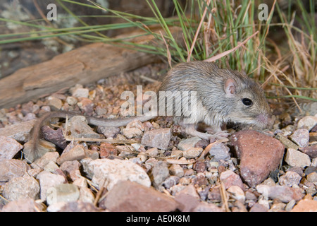 Bailey s Pocket Mouse Chaetodipus baileyi Elgin Cochisel County Arizona United States 21 July Stock Photo