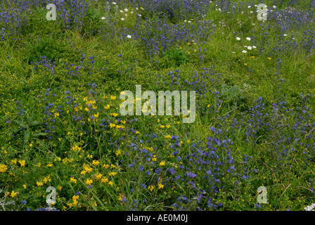 Wildflowers in an alpine meadow Gran Paradiso National Park Valle d'Aosta Italian Alps Stock Photo