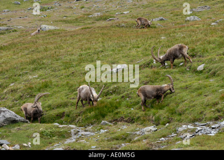 Bachelor herd of male Alpine Ibex Capra ibex Gran Paradiso National Park Italian Alps Stock Photo