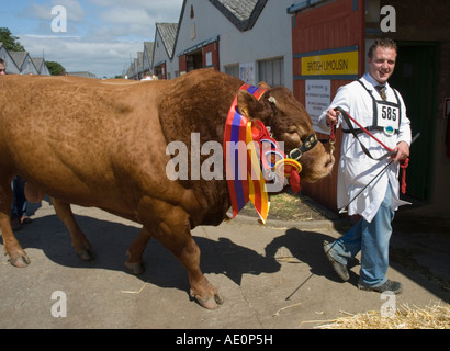 Prize winning Limousin Bull in the native breeds cattle competition at the Great Yorkshire Show Harrogate Stock Photo