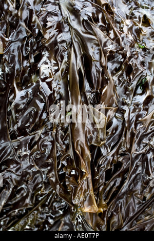 Laver Algae Laver seaweed Porphyra umbilicalis Stock Photo - Alamy