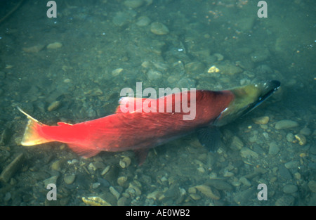 sockeye salmon, sockeye, kokanee, blue back (Oncorhynchus nerka), spawning, USA, Alaska Stock Photo