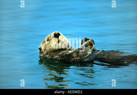 sea otter (Enhydra lutris), swimming on it's back, USA, Alaska Stock Photo