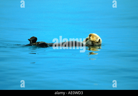 sea otter (Enhydra lutris), swimming on it's back, USA, Alaska Stock Photo