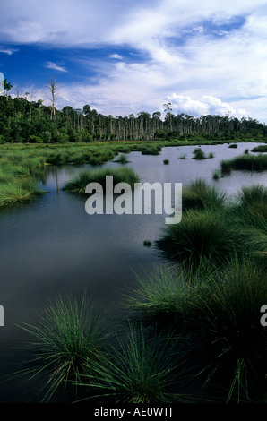 Tasek Luagan Lalak, Negara Brunei Darussalam. Stock Photo