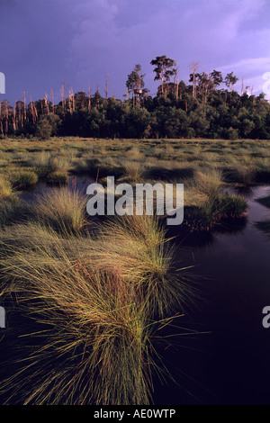 Tasek Luagan Lalak, Negara Brunei Darussalam. Stock Photo