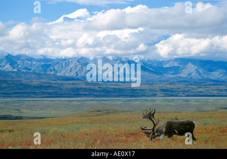 barren ground carribu, reindeer (Rangifer tarandus caribou), single bull, mountains in the background, USA, Alaska