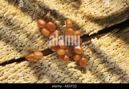 poplar hornet clearwing, hornet moth (Sesia apiformis, Aegeria apiformis), eggs, Germany, Bavaria, Bad Birnbach Stock Photo