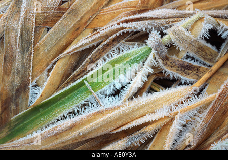 grass with harefrost, Germany, Bavaria, Bad Birnbach Stock Photo