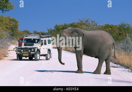 African elephant (Loxodonta africana), single animal crossing the road, Namibia, Etosha NP Stock Photo