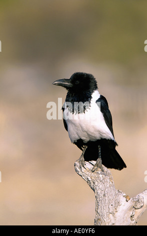pied crow (Corvus albus), single animal, sitting on a branch, Namibia, Etosha NP Stock Photo