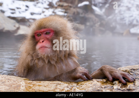 Japanese macaque Macaca fuscata Snow monkey soaking in hot thermal spring pool Joshin etsu National Park Honshu Japan Stock Photo