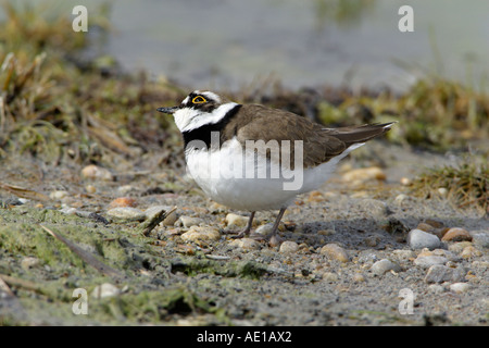 Little Ringed Plover Charadrius dubius Stock Photo
