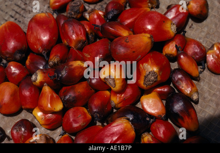 GABON Central Africa Agriculture Close up of date oil palm fruit Elaeis guineensis showing individual nuts - Stock Photo