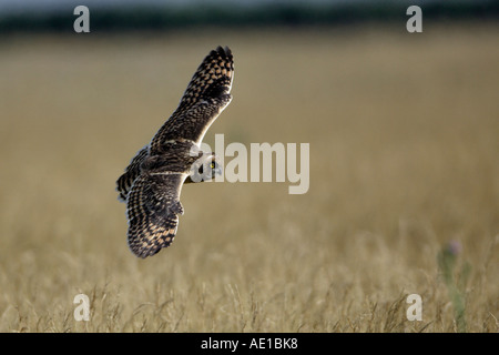 Short Eared Owl Asio flammeus Stock Photo