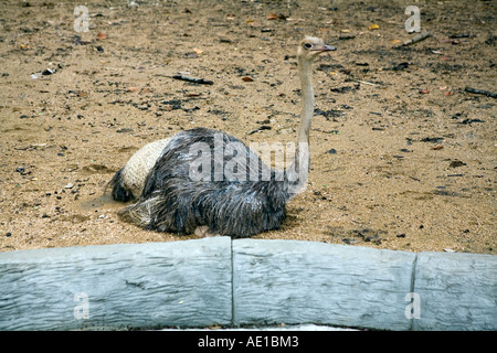 Ostrich in zoo of Chiang mai Thailand Stock Photo