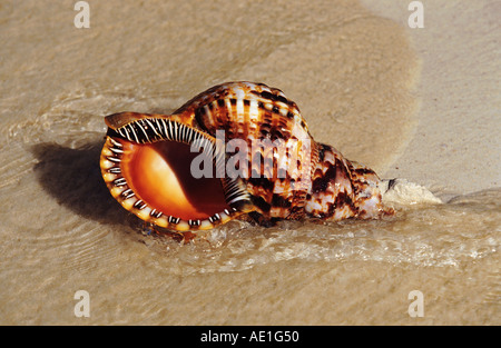 trumpet triton, Pacific triton, giant triton, triton's trumpet (Charonia tritonis), snail-shell on the beach, Dominican Republic Stock Photo