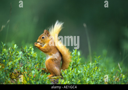 European red squirrel, Eurasian red squirrel (Sciurus vulgaris), at the ground, with nut, United Kingdom, Scotland, Cairngorms Stock Photo