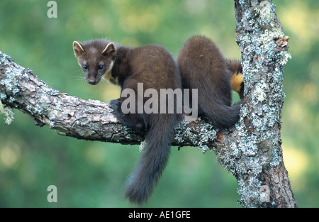 European pine marten (Martes martes), siblings climbing on tree, searching food Stock Photo
