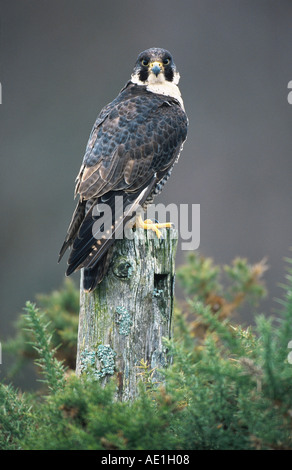 peregrine falcon (Falco peregrinus), female, perched on fencepos Stock Photo
