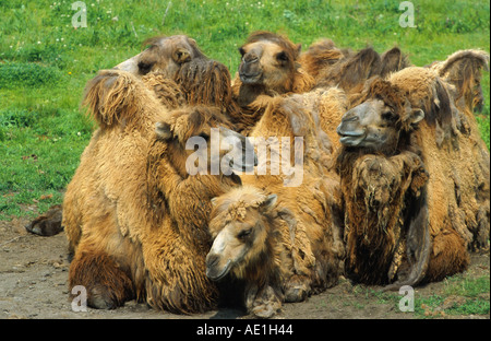 Bactrian camel, two-humped camel (Camelus bactrianus), herd, lying on meadow Stock Photo
