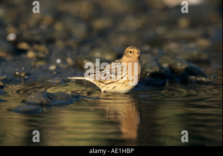Red-throated Pipit Anthus cervinus male bathing Samos Greek Island Greece May 2000 Stock Photo