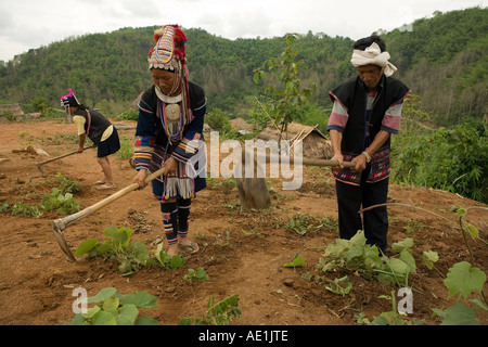 Akha people at North Thailand, growing crop. Stock Photo