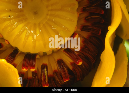 Abstract Close-up of Yellow Water Lily. Wasilla, Alaska. USA Stock Photo