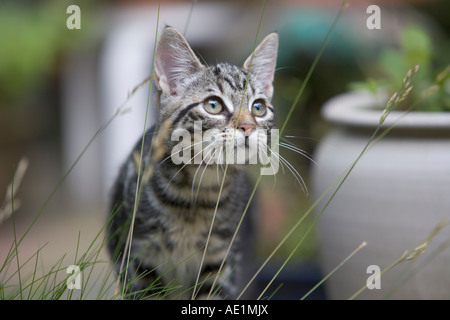 Little kitten in the garden Stock Photo