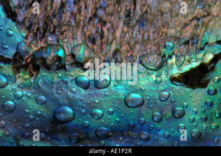 Seashell Abalone Stock Photo