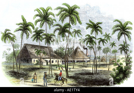 Sugar plantation in Cuba 1850s. Hand-colored woodcut Stock Photo