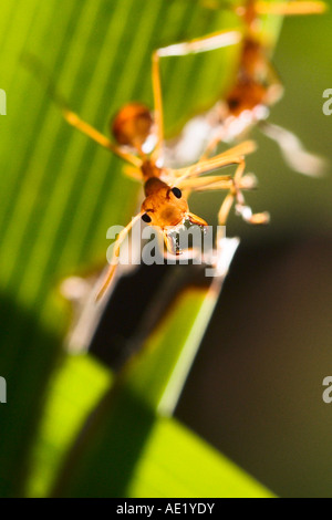 An ant perched on a green leaf. Stock Photo