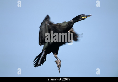 European Shag Phalacrocorax aristotelis adult in flight Hornoya Nature Reserve Vardo Norway June 2001
