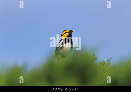 Golden-cheeked Warbler Dendroica chrysoparia male singing San Antonio Texas USA April 2003 Stock Photo